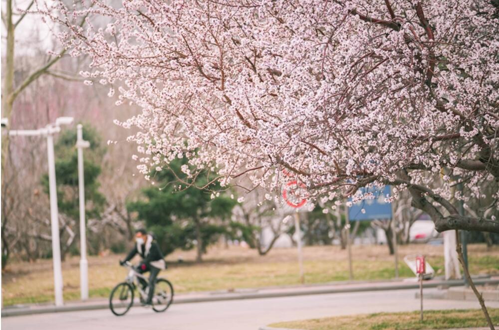 又是三月春風(fēng)起，春意暖暖南開園