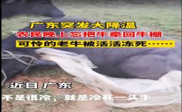 南方迎最強(qiáng)濕冷天氣 廣東一頭牛被凍死