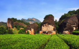 馬頭峰傳承巖茶四百年