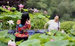 以荷為媒 推進(jìn)農(nóng)文旅深度融合