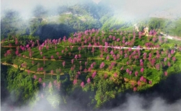 一縷茶香，助力鄉(xiāng)村振興