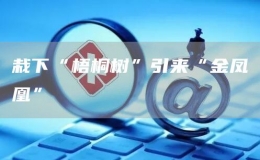 栽下“梧桐樹”引來“金鳳凰”