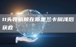  11頭領(lǐng)航鯨在斯里蘭卡擱淺后獲救