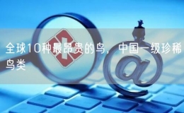 全球10種最昂貴的鳥，中國一級珍稀鳥類