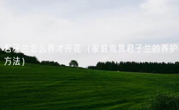君子蘭怎么養(yǎng)才開花（家庭觀賞君子蘭的養(yǎng)護(hù)方法）