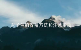 君子蘭的養(yǎng)殖方法和注意事項(xiàng)（家庭養(yǎng)殖君子蘭的方法）