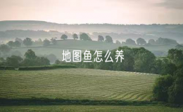 地圖魚怎么養(yǎng)（養(yǎng)殖地圖魚的正確方法）