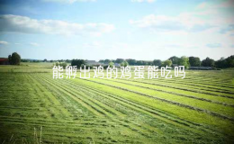 能孵出雞的雞蛋能吃嗎？