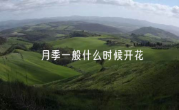 月季一般什么時候開花（月季開花的時機）