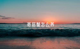 寄居蟹怎么養(yǎng)（家庭養(yǎng)殖寄居蟹的方法）