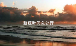 新粽葉怎么處理（粽葉的正確處理方法）