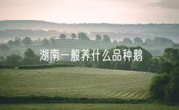 湖南一般養(yǎng)什么品種鵝