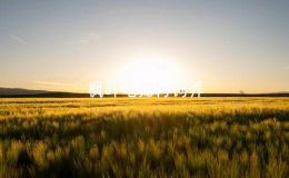 楓葉龜如何飼養(yǎng)（楓葉龜?shù)娘曫B(yǎng)技巧）