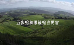五步蛇和眼鏡蛇誰厲害（眼鏡王蛇對戰(zhàn)五步蛇）