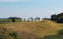 寵物兔怎么養(yǎng)（喂養(yǎng)寵物兔子的正確方法）