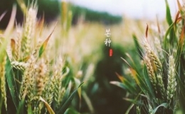 芒種有什么含義（二十四節(jié)氣之芒種的來源）