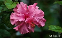 芙蓉花有幾種品種（芙蓉花的五大色系）