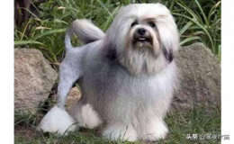 世界十大最貴名犬：又貴又好看的狗品種
