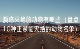 瀕臨滅絕的動(dòng)物有哪些（盤點(diǎn)10種正瀕臨滅絕的動(dòng)物名單）