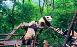 成都有什么好玩的地方景點推薦，這十個景點一定要去看看