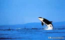 動物能力排行榜前十名（10個戰(zhàn)斗力最強的動物）