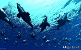 什么動(dòng)物最厲害第一名（十大攻擊力最強(qiáng)的動(dòng)物）