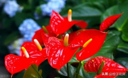 安祖花的花語是什么（介紹安祖花的象征意義）