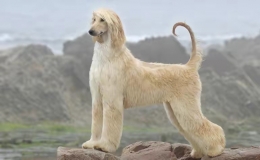 阿富汗獵犬價格是多少（討論阿富汗獵犬價格）