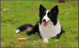 世界上最聰明的犬前十名 世界十大聰明的犬排名