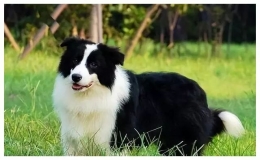 聰明犬排行榜前十名 最聰明的狗是什么品種