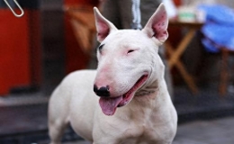 十大戰(zhàn)斗力最強的狗排名（全球十大猛犬排行榜）