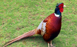 野雞是幾級保護(hù)動物（所有野雞都是二級保護(hù)動物嗎）