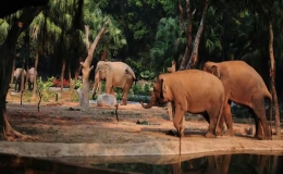 亞洲最大的動(dòng)物園在哪里（亞洲十大動(dòng)物園排名）