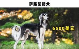 世界上最貴的狗排名，最貴的10種狗狗