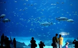 全球海洋館排名(全球著名十大海洋館)